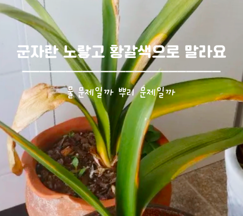 군자란 잎이 노랗고 황갈색으로 말라요, 물 문제일까 뿌리 문제일까