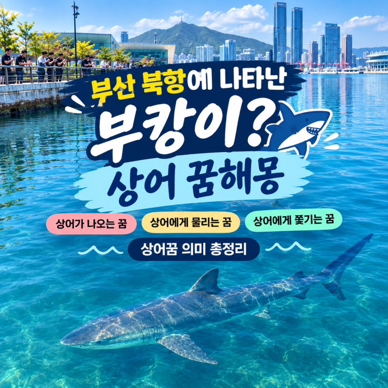 부산 북항에 나타난 부캉이? 상어 꿈해몽 상어가 나오는 꿈 상어에게 물리는 꿈 상어에게 쫓....