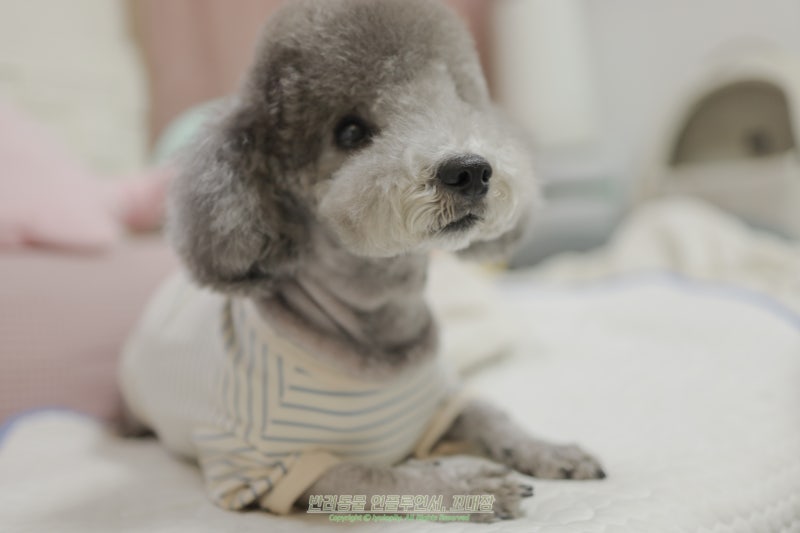 강아지 평균 수명, 울 댕댕이는 몇 살까지 함께할 수 있을까?