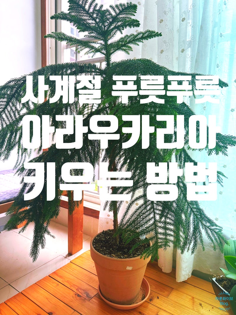 사계절 푸릇푸릇한 아라우카리아 키우기