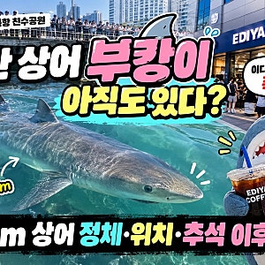 부산 상어 부캉이 아직도 있다? 이디야 매출까지 폭발한 3.5m 상어 정체·위치·추석 이후 운명