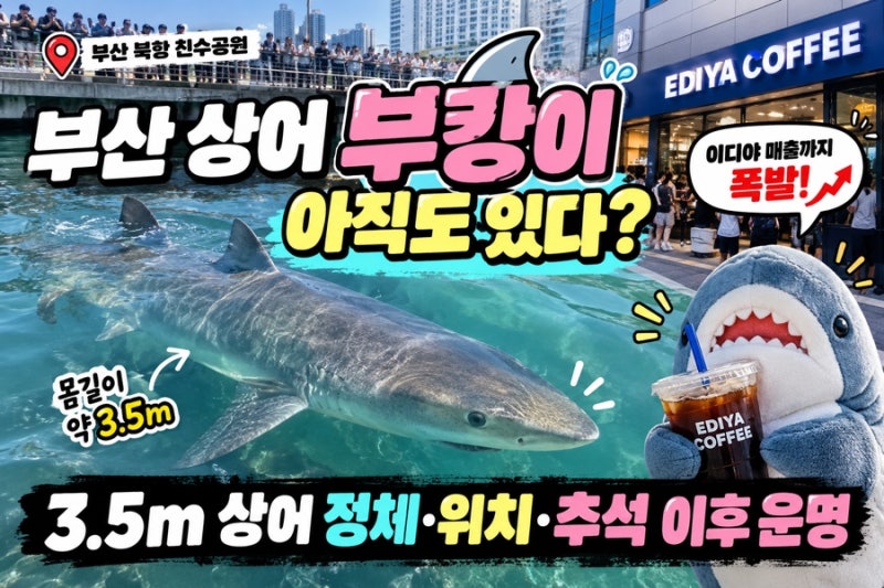 부산 상어 부캉이 아직도 있다? 이디야 매출까지 폭발한 3.5m 상어 정체·위치·추석 이후 운명