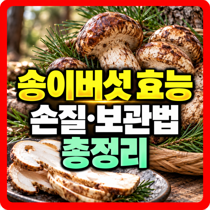 송이버섯 효능 손질법 보관법 물에 씻으면 향이 사라질까?