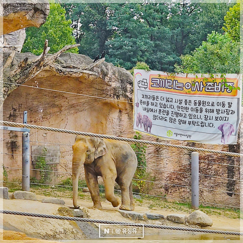 首爾兒童大公園動物園，動物們正在消失中？