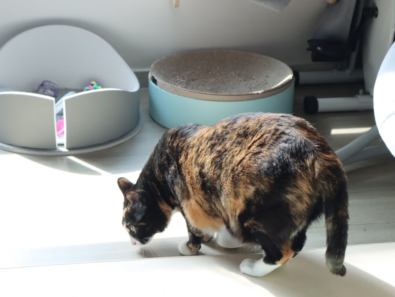 고양이 혈변 구토 몸무게 감소 원인과 췌장염 의심 증상