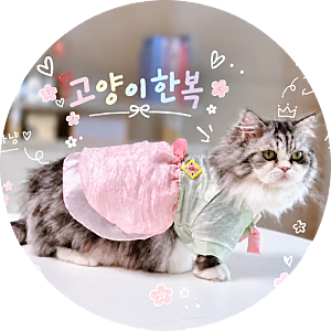 다이소 고양이 한복 5천 원 꼬까옷, 품절 뚫고 알게 된 구매팁과 실착 후기
