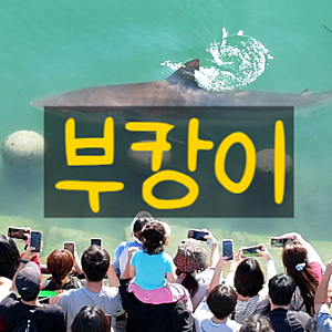 부산 상어 부캉이 정체는 무엇일까, 이름 뜻부터 북항에 나타난 이유까지 뿌셔보자