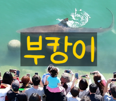 부산 상어 부캉이 정체는 무엇일까, 이름 뜻부터 북항에 나타난 이유까지 뿌셔보자