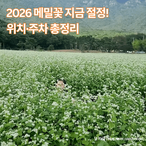 2026 통도사 메밀꽃 실시간 개화 현황｜양산 아이랑 가볼만한 곳 메밀꽃밭 위치 주차 입장료 ....