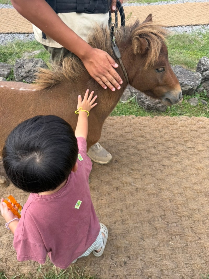 済州セビョルフレンズ | 涯月で子供と行ける場所、正直レビュー