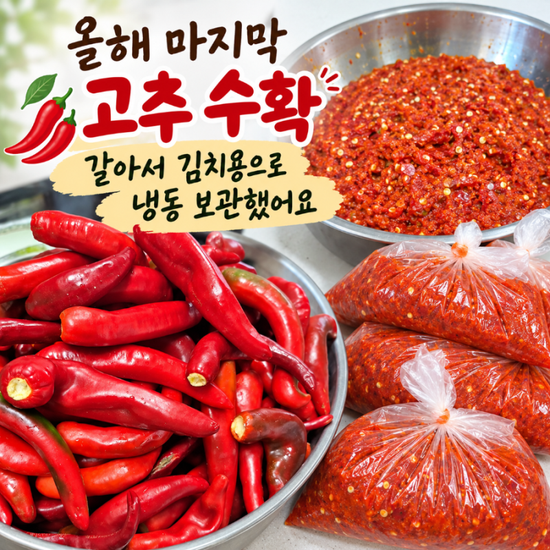 올해 마지막 고추 수확, 빨간 생고추 갈아 냉동 보관하기