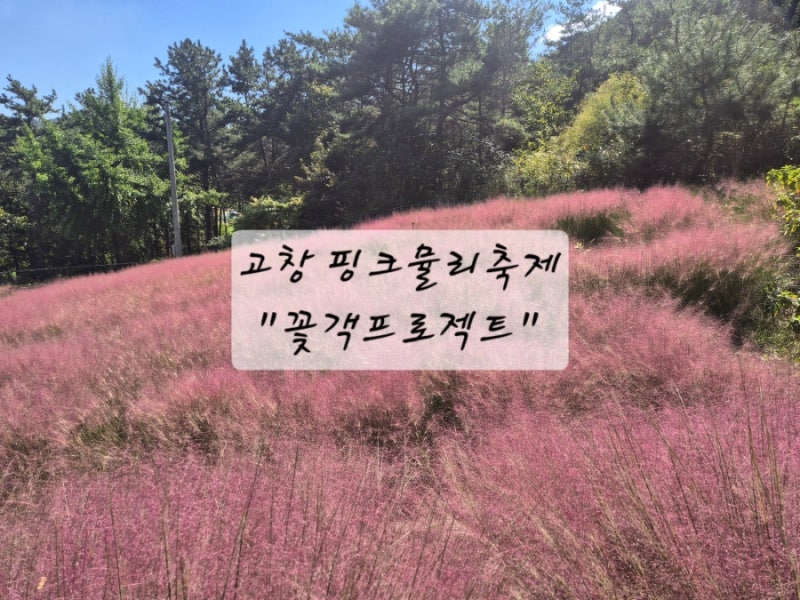 [고창 가볼만한곳] 선운사 근처 핑크뮬리 축제 '꽃객프로젝트' 솔직 방문 후기 (주차, 입장료,....