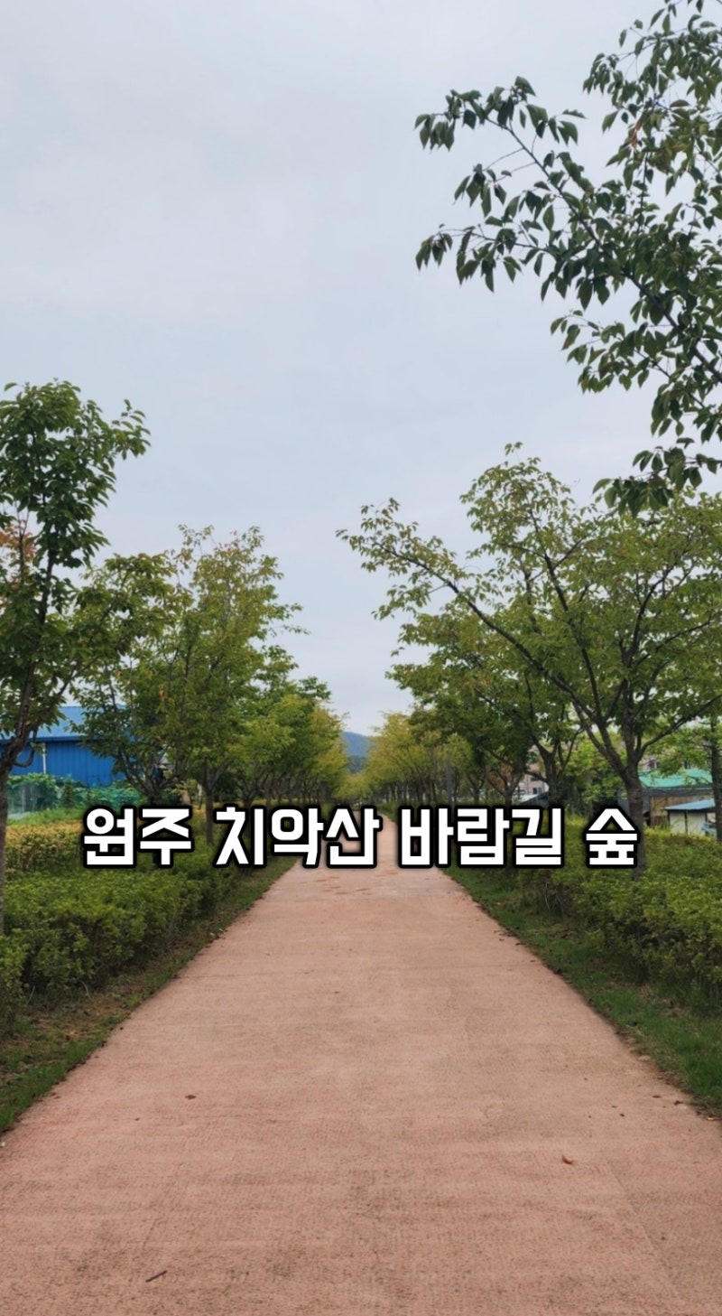 원주 치악산 바람길 숲 중앙선 폐철도를 걷는 도심 숲