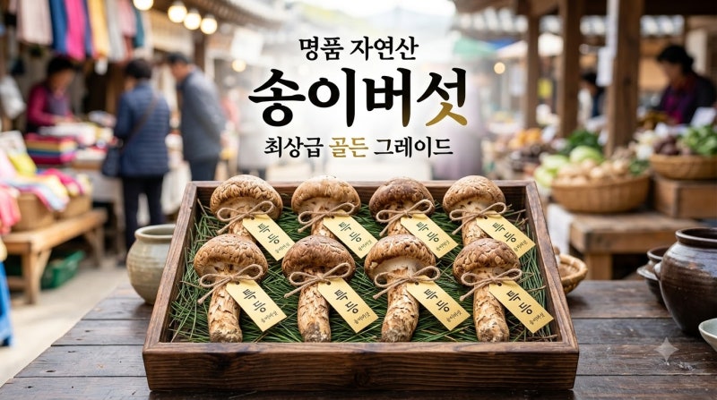 송이버섯의 계절입니다. 양양 송이버섯 경매 낙찰가 결정 방식 및 등급별 시세 기준 정리