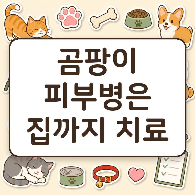 고양이 곰팡이 피부병, 털이 다시 나도 치료가 끝난 게 아닙니다