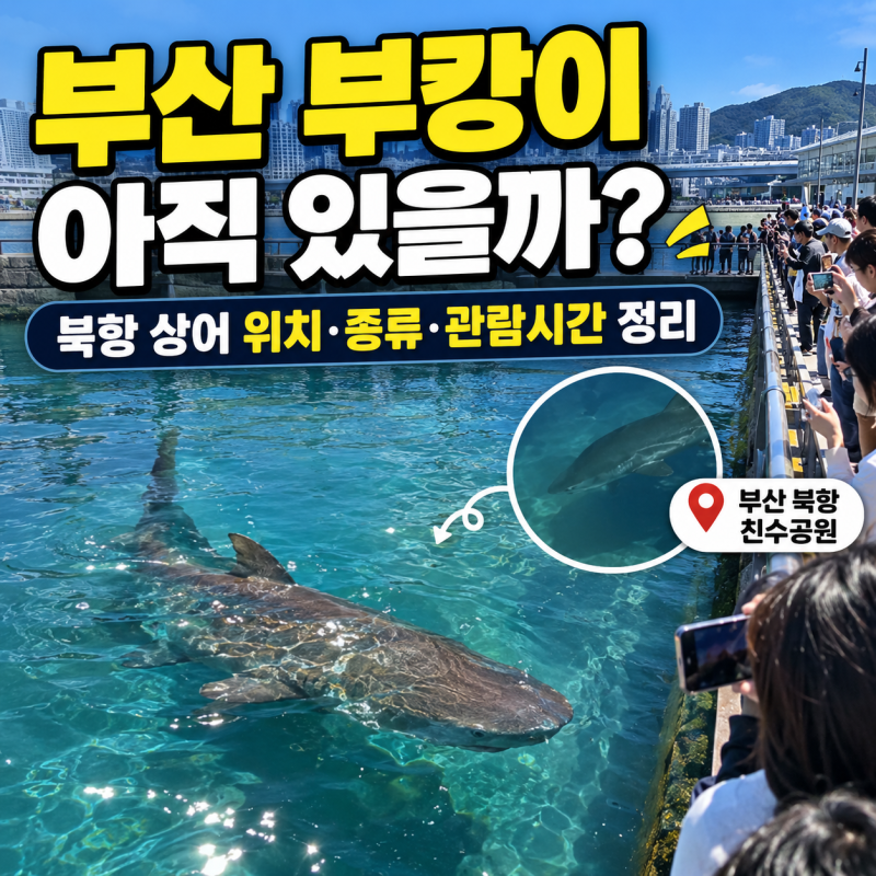 부산 부캉이 아직 있을까? 북항 상어 위치 · 종류 · 관람시간 정리