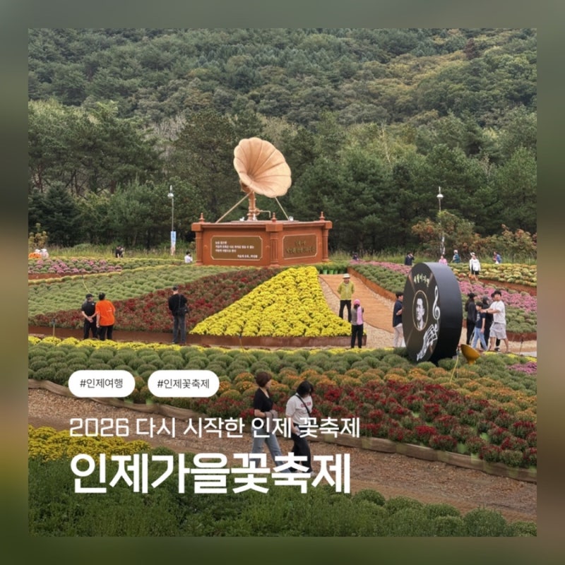 2026 인제 가을꽃축제 방문후기 / 인제 꽃축제 개화현황 주차, 입장료, 먹거리 / 인제 버섯한우....