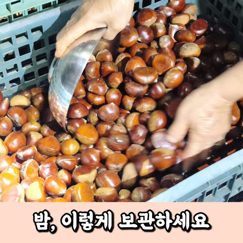 밤 보관법 생밤 마르지 않게 오래 보관하는 방법