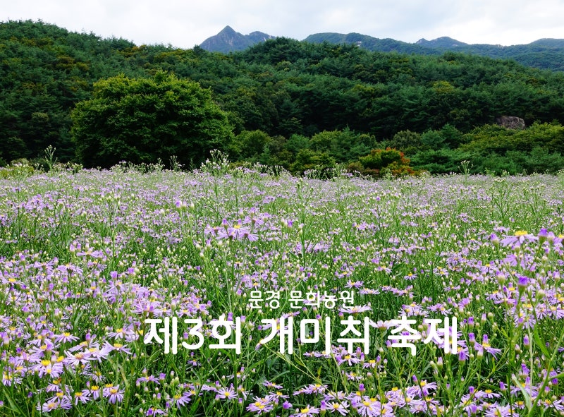 〔문경/가은읍〕 1만 8천평에 펼쳐지는 '문희농원'의 제3회 개미취축제