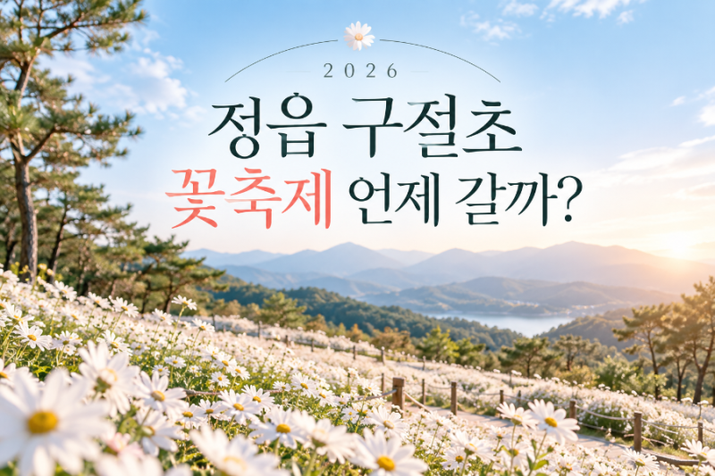 정읍 구절초 꽃축제 언제 갈까? 2026 개화시기·가수·주차 총정리