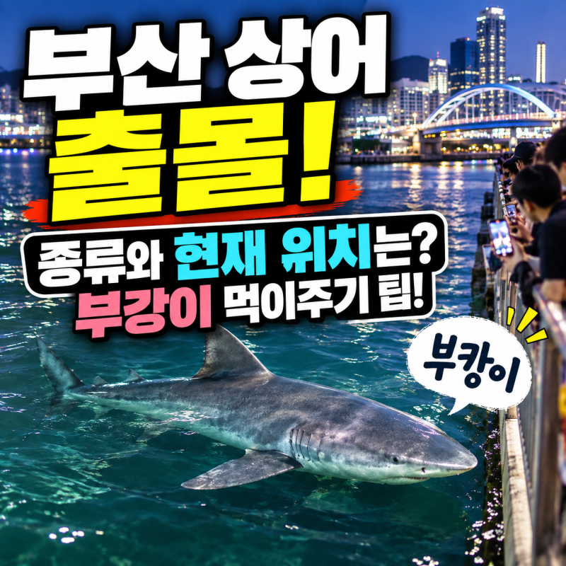 부산 상어 출몰, 종류와 현위치는? 부캉이 먹이주기 팁!
