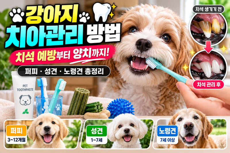 강아지 치아관리 방법｜치석 예방부터 양치까지 퍼피·성견·노령견 총정리
