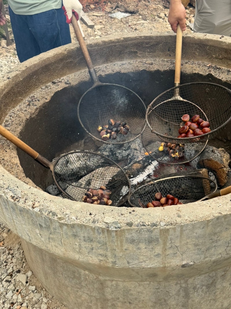 대전 청주 세종 근교 공주 밤따기 체험 화덕에 밤 구워먹는 체험 ; 공주 말재농원