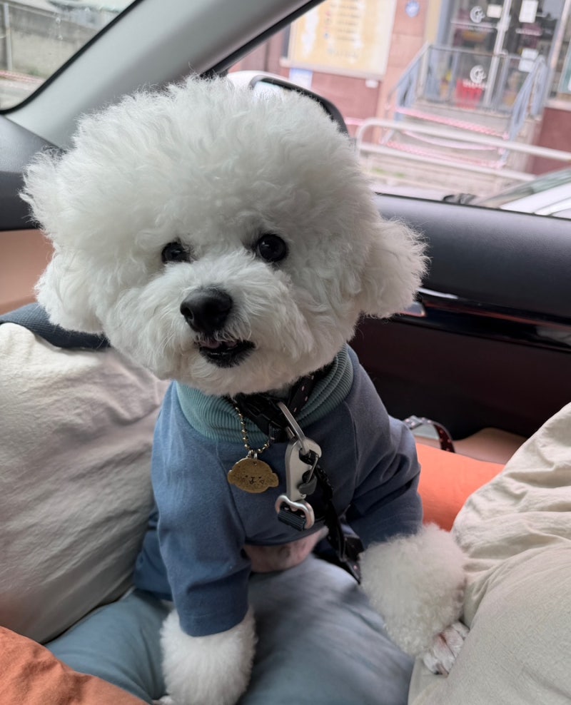 일로 iLLO 강아지 올인원 내복 8.2kg 비숑 XL 사이즈 후기