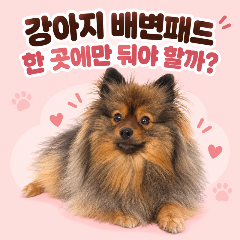 강아지 배변패드, 한 곳에만 둬야 할까요?쿠라고네 Fact Check