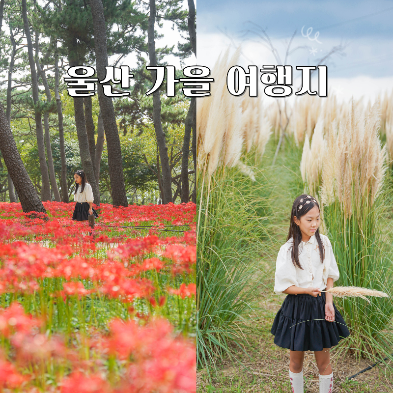 언제 가야 좋을까 울산 가을여행 대왕암공원 꽃무릇 슬도 팜파스 댑싸리 26년 9월 25일 실시간