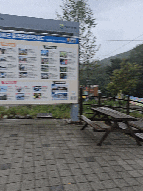 ☔ 추석날 아이와 인제 자작나무숲｜속삭이는 자작나무숲 3시간 반 산행 브이로그 비 오는 ....