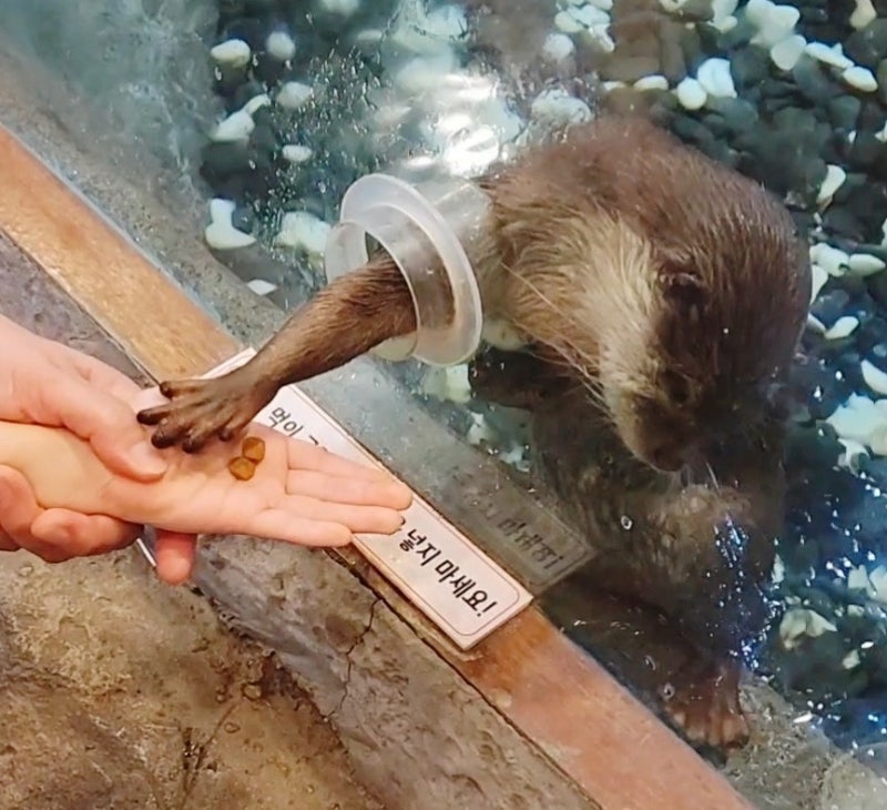 울산 실내 캐니언파크 아이와 가볼 만한 곳, 동물 먹이주기부터 놀이기구까지 +내부 식당