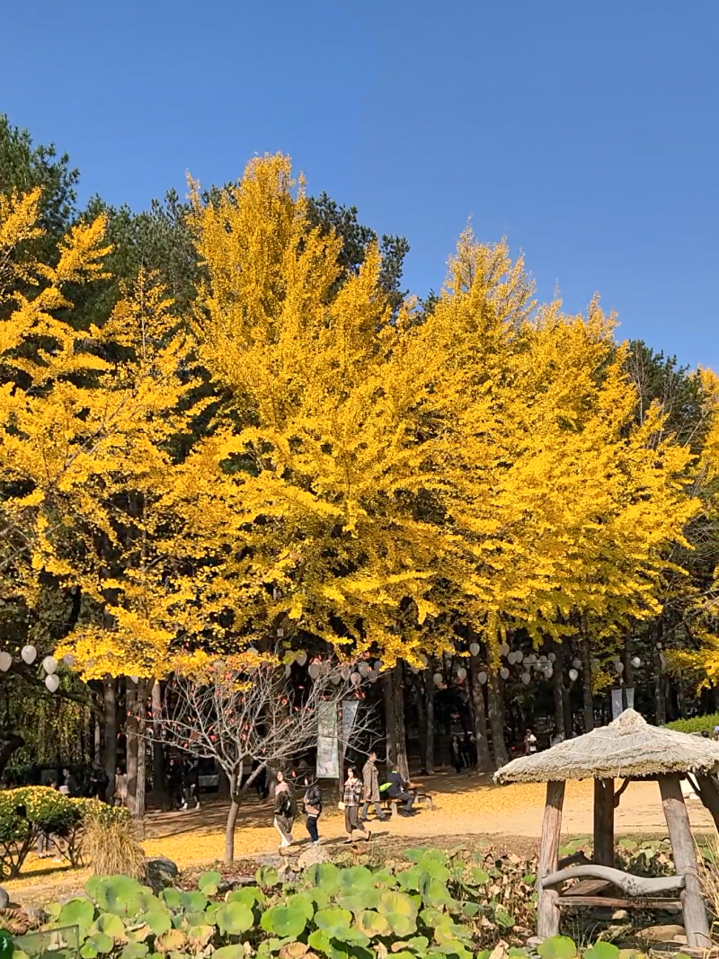 26년 남이섬 왕복 배 가격 입장권 최저가 (10월 단풍)