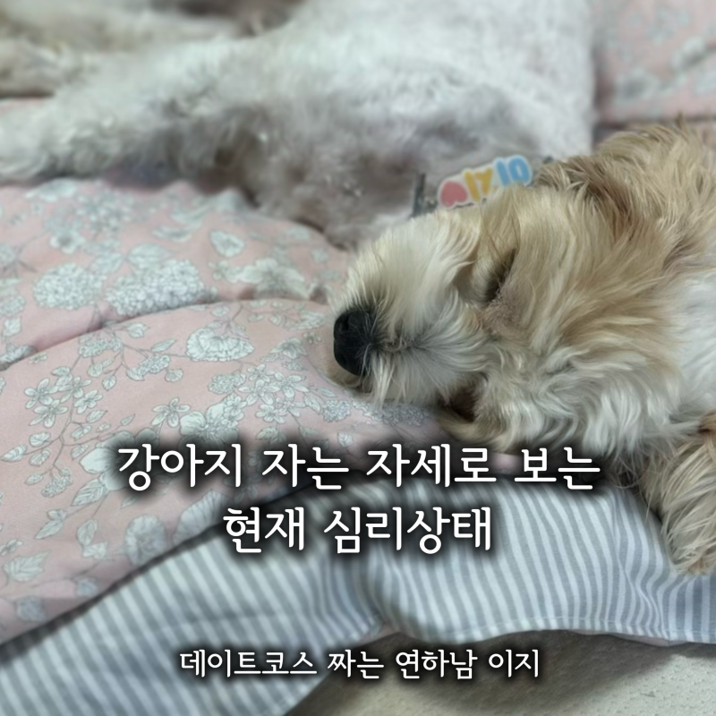 강아지 자는 자세로 알아보는 현재 수면 상태와 심리
