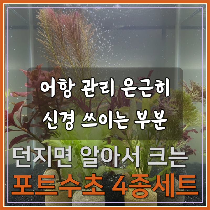 [수초농부] 달팽이 없는 포트수초 랜덤 4종 키우기 쉬운 초보