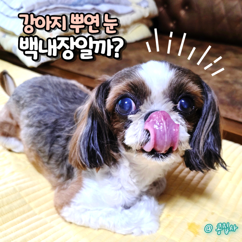 강아지 백내장 안약 넣으면 좋아질까? 뿌연 눈 증상부터 치료까지