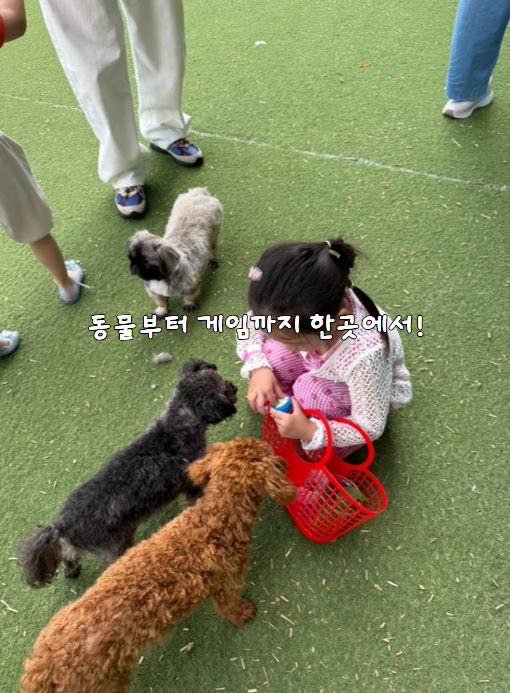 청주가볼만한곳 실내 쥬니멀 동물원 아이랑 하루 코스