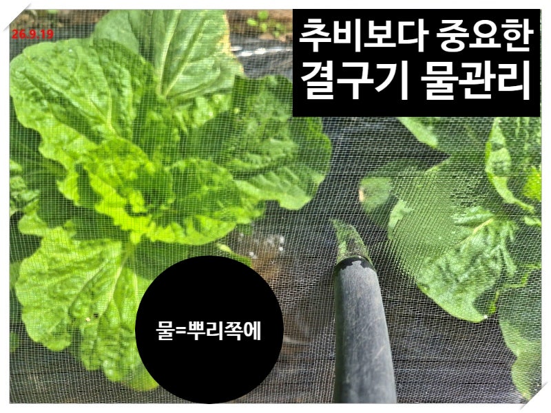김장배추 결구기 물주기, 잘못하면 무름병 부릅니다(feat. 추비보다 중요한 물관리 방법)