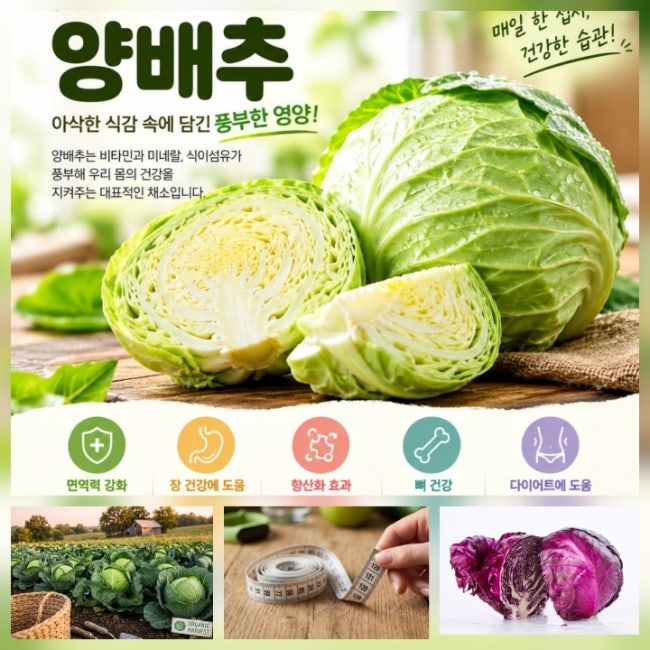 위 건강에 좋은 양배추 효능 5가지와 올바른 섭취법