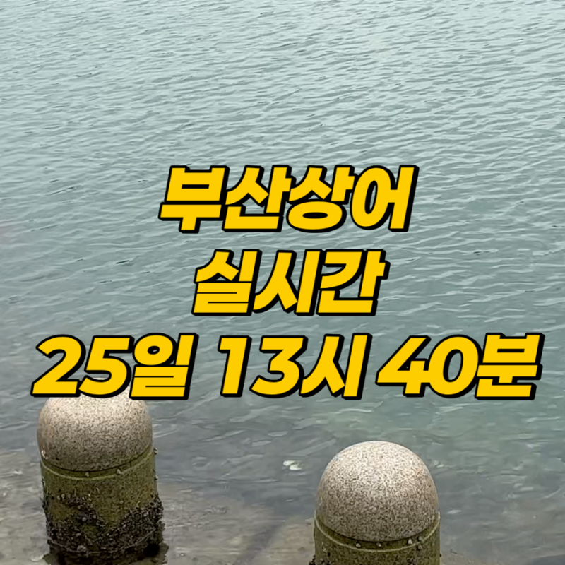 부산 북항 상어 목격! 이 글 읽고 가서 덜 고생하세요! 북항친수공원 주차·상어 위치·잘 보....