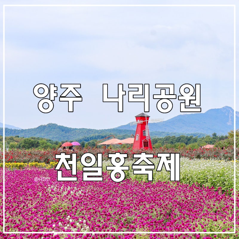 경기도 양주 가볼만한곳 애견동반 여행 나리공원 천일홍축제