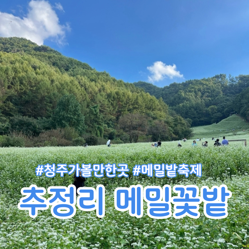 청주 가볼만한곳 추정리 메밀밭 축제 청주 메밀꽃밭 나들이