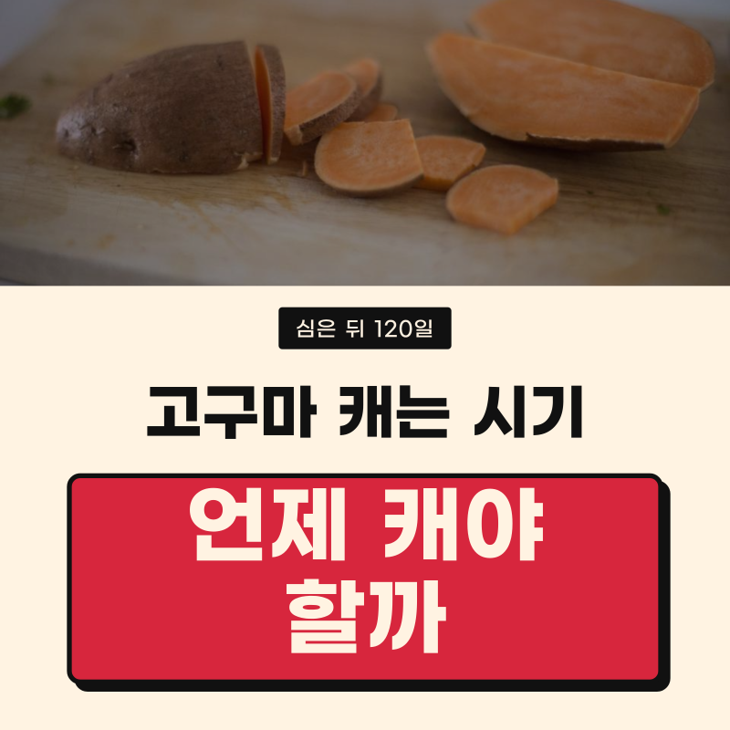 고구마 캐는 시기, 서리 오기 전에