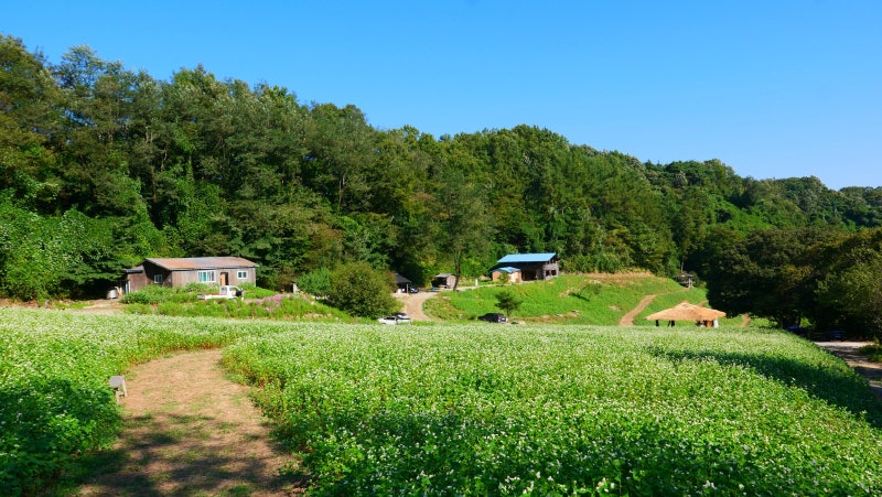 청주 추정리 메밀밭 축제 메밀꽃밭 : 충북 가볼만한곳