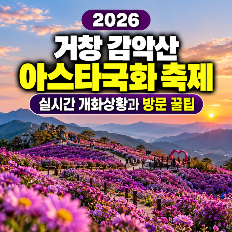 2026 거창 감악산 아스타국화 축제 실시간 개화상황과 방문 꿀팁