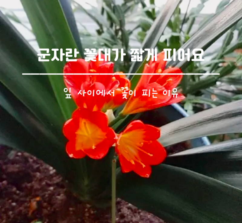 군자란 꽃대가 안 올라오고 짧아요, 잎 사이에서 꽃이 피는 이유