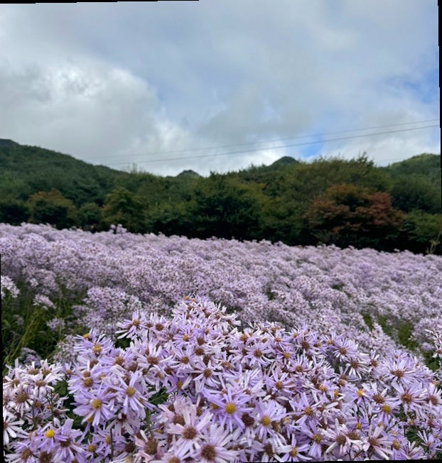 문경 가을꽃 명소 문희농원, 개미취 50% 개화 직접 다녀온 후기