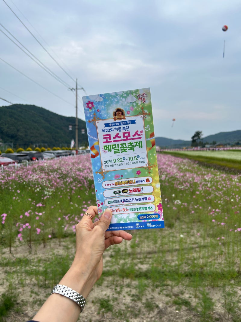 9월 10월 하동 가볼만한곳 하동 북천 코스모스 메밀꽃 축제 후기 실시간 개화
