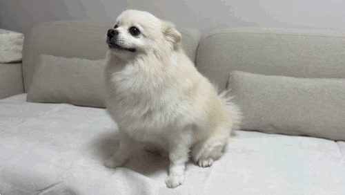 강아지 쇼파커버 밀림 없는 텍미홈 이지케어 쇼파패드 후기