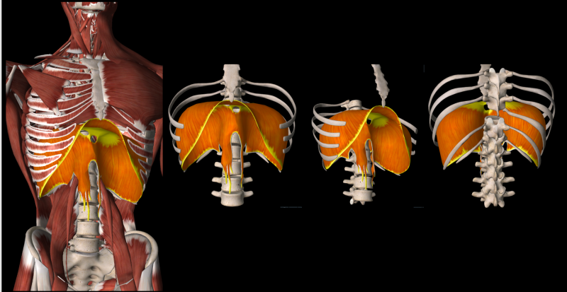 호흡부터 복압·코어 안정화·자세교정까지 횡격막/가로막/ Diaphragm 임상근육해부